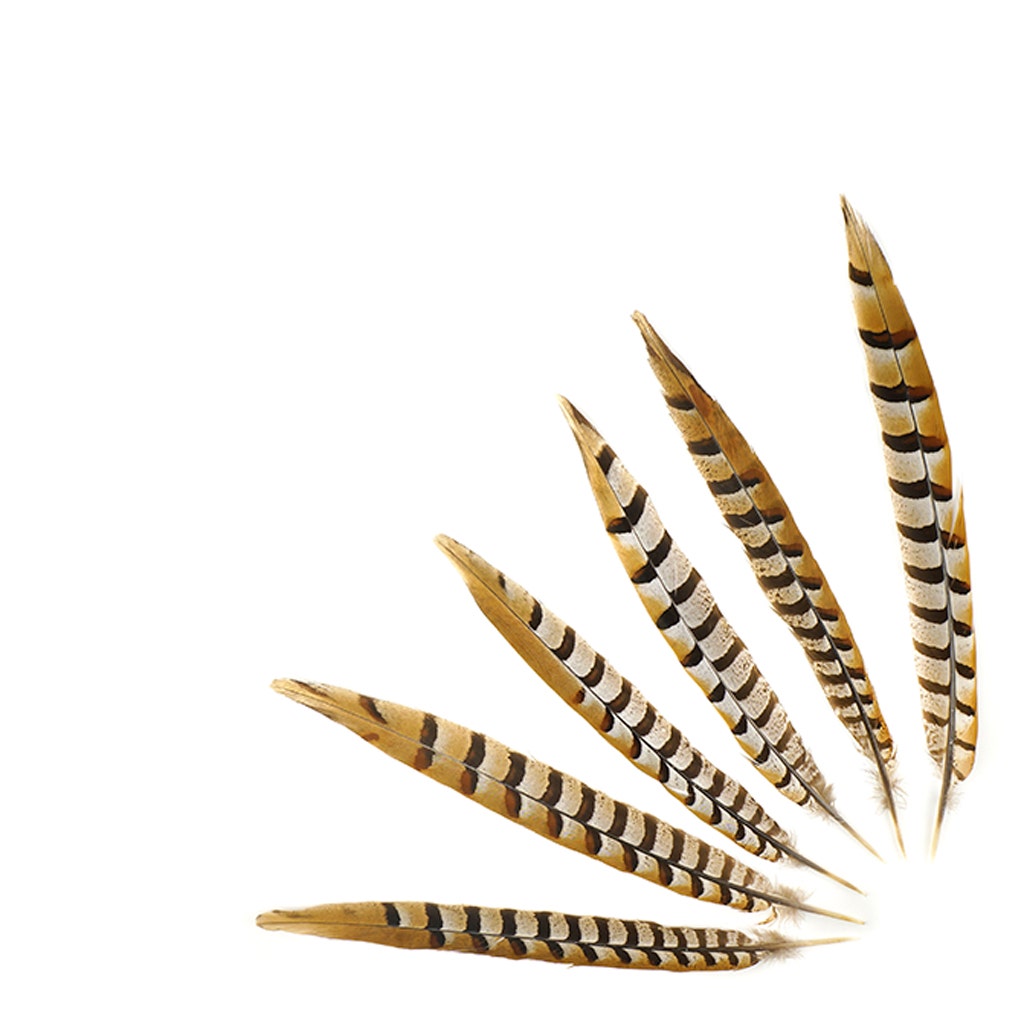 Venery Pheasant Tails - Natural - 12 - 16"