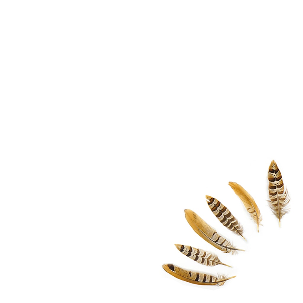 Venery Pheasant Tails - Natural - 4 - 6"