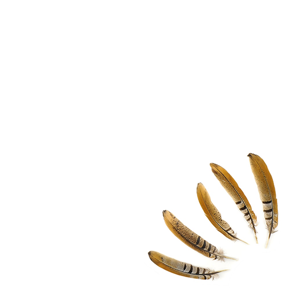 Venery Pheasant Tails - Natural - 6 - 8"