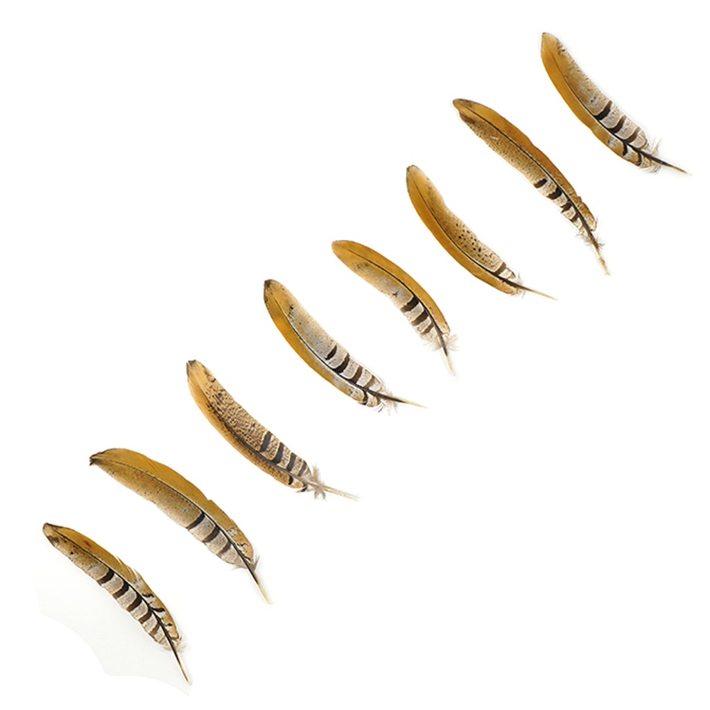 Venery Pheasant Tails - Natural - 6 - 8"