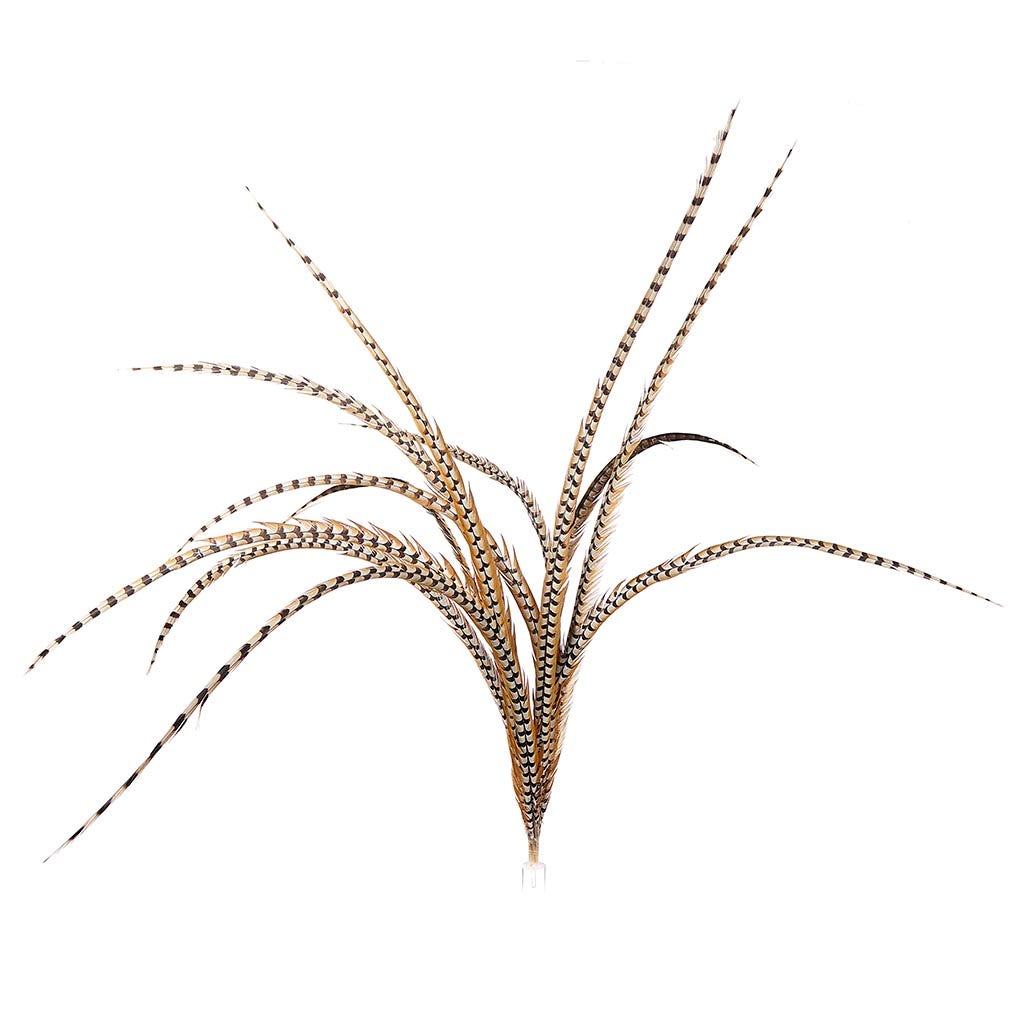 Venery Pheasant Tails - Natural - 60" and Up