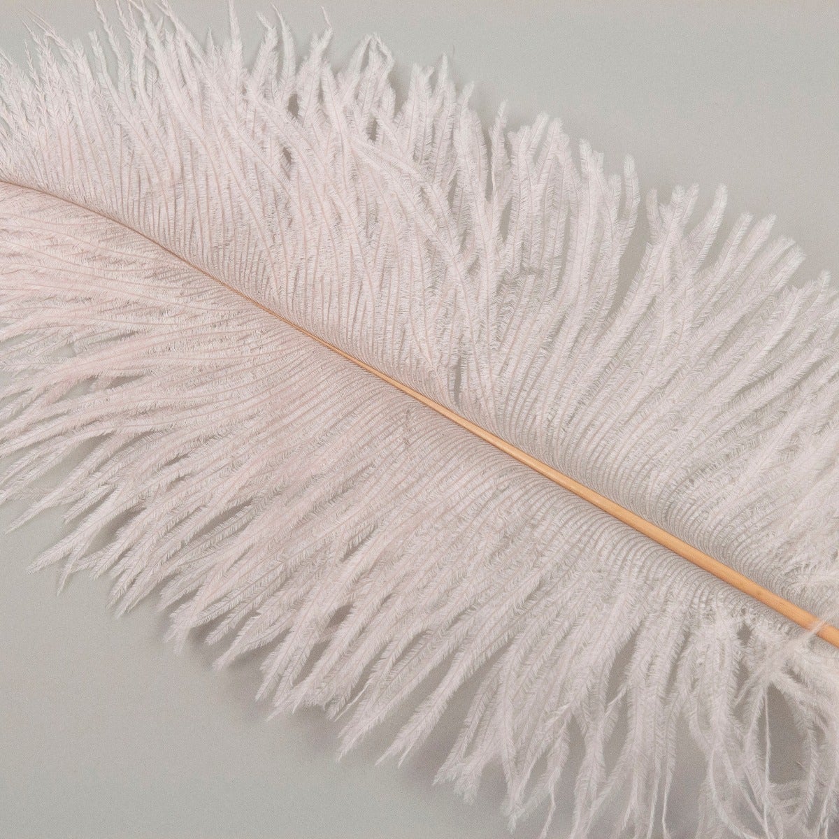 Ostrich Tails 16-18 inch - 30 PC - Champagne