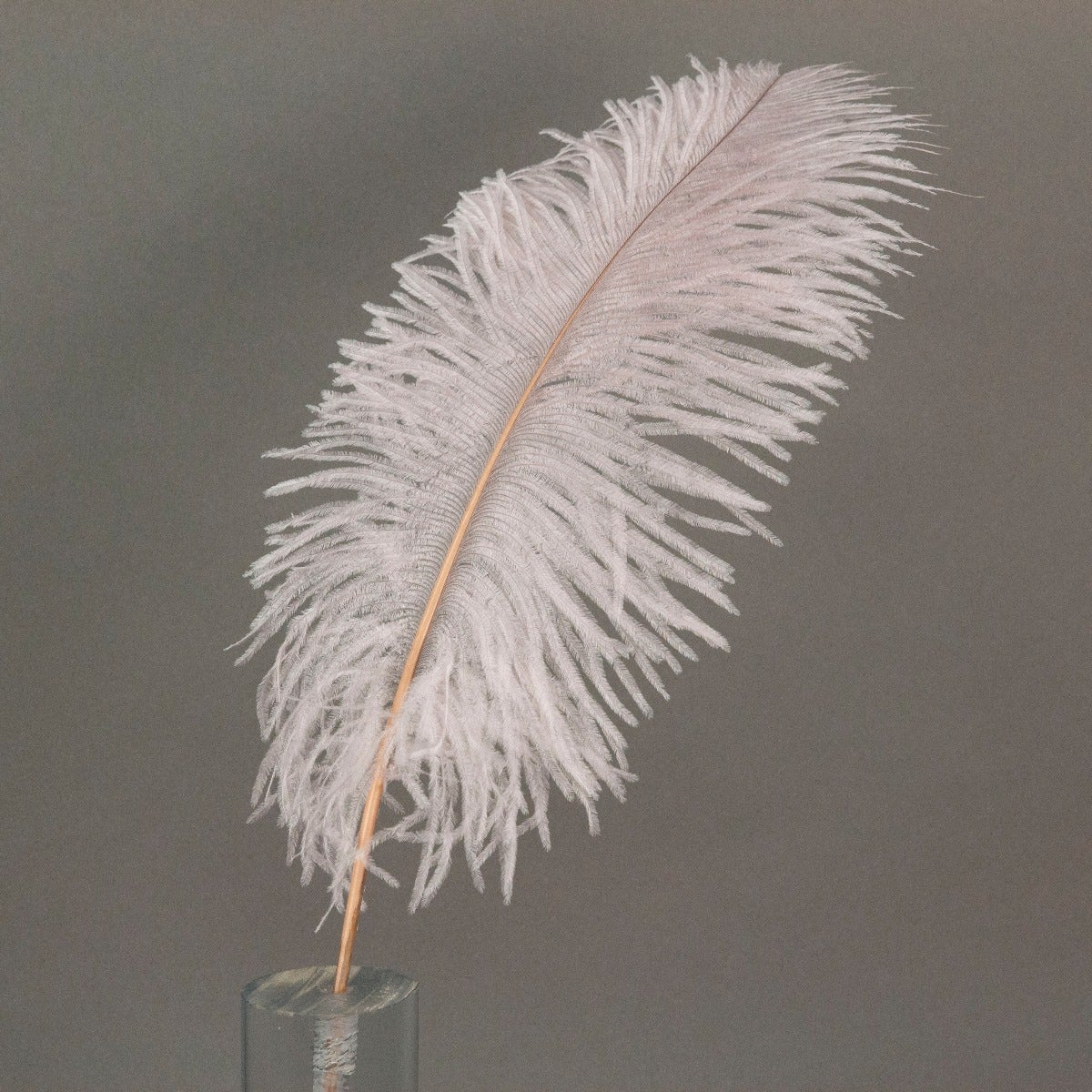 Ostrich Tails 16-18 inch - 30 PC - Champagne