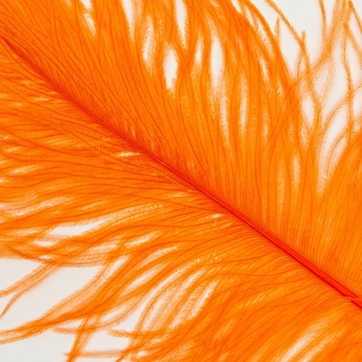 Ostrich Tails 16-18 inch - 30 PC - Orange