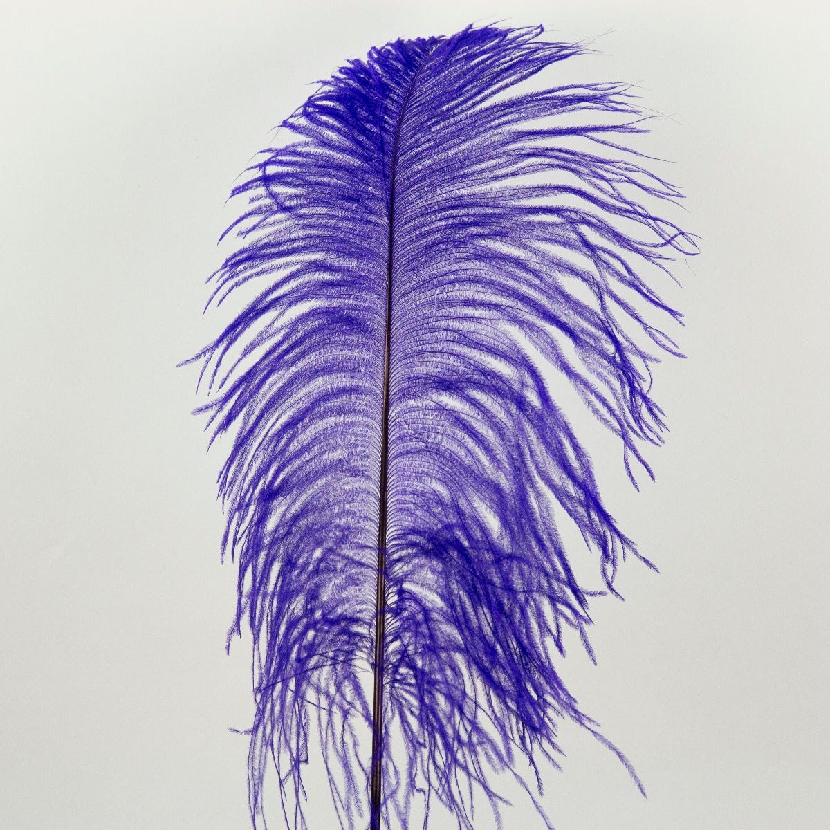 Ostrich Tails 16-18 inch - 30 PC - Regal
