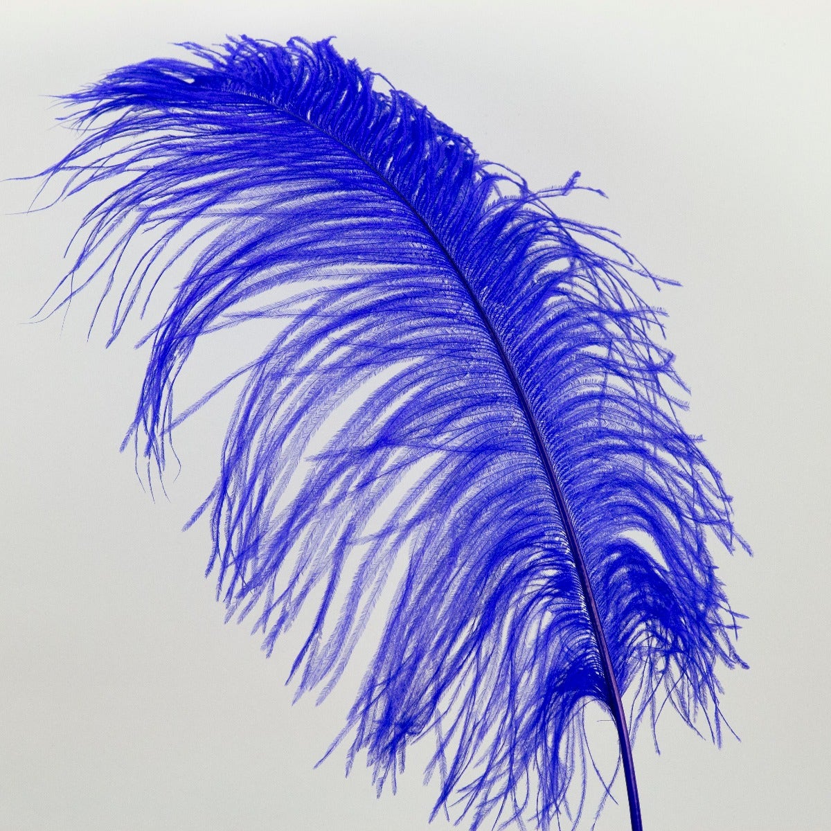 Ostrich Tails 16-18 inch - 30 PC - Royal