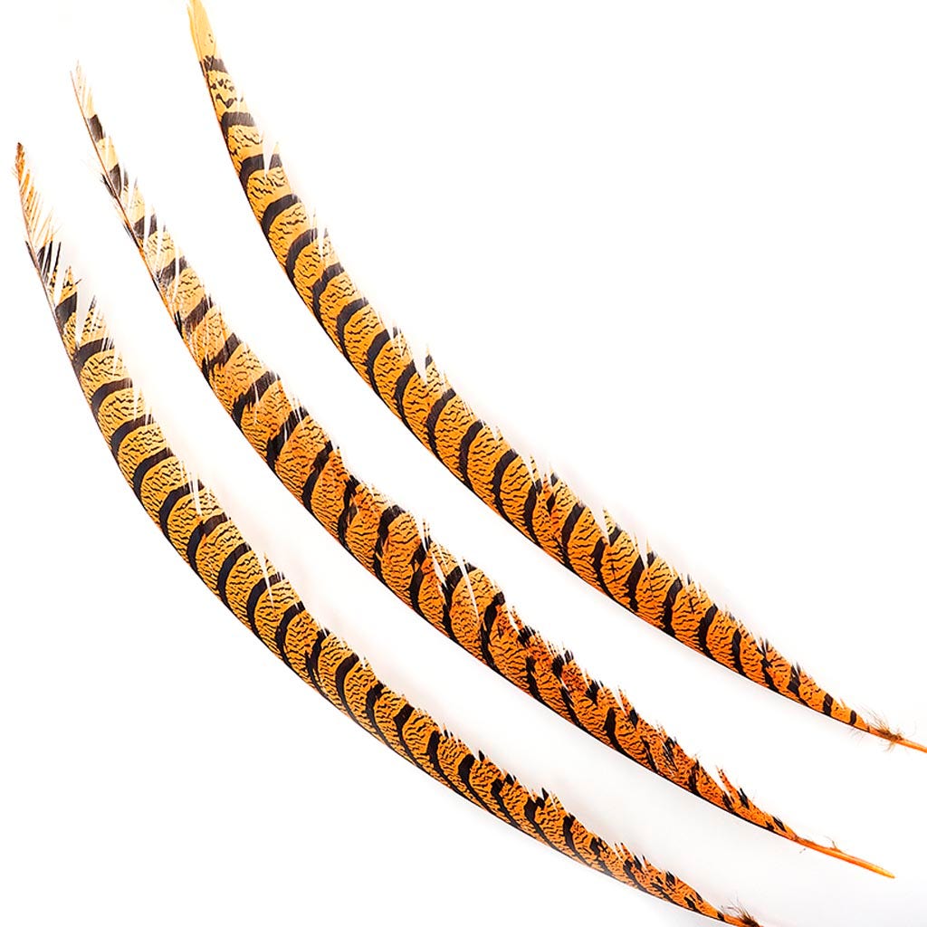 Lady Amherst Pheasant Tails - Mango