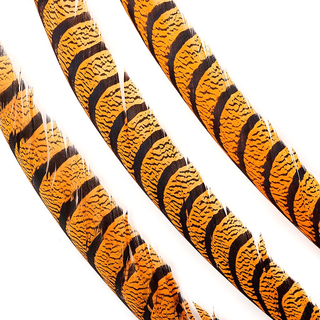 Lady Amherst Pheasant Tails - Mango