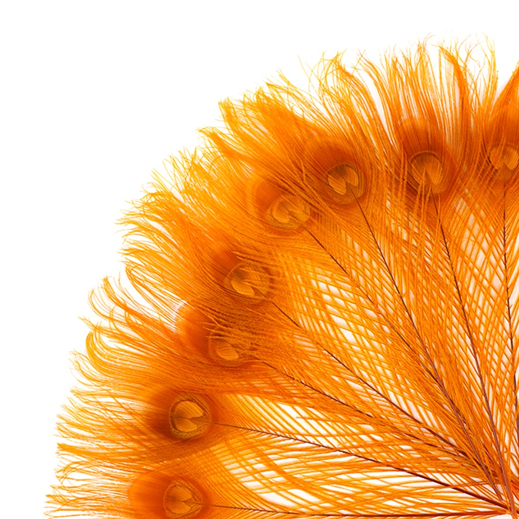 Peacock Tail Eyes Bleached and Dyed - 8-15” - 100 pc - Orange