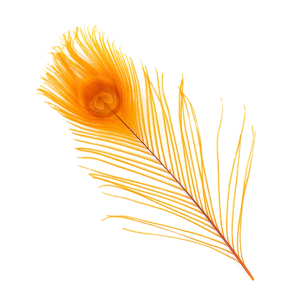 Peacock Tail Eyes Bleached and Dyed - 8-15” - 100 pc - Orange