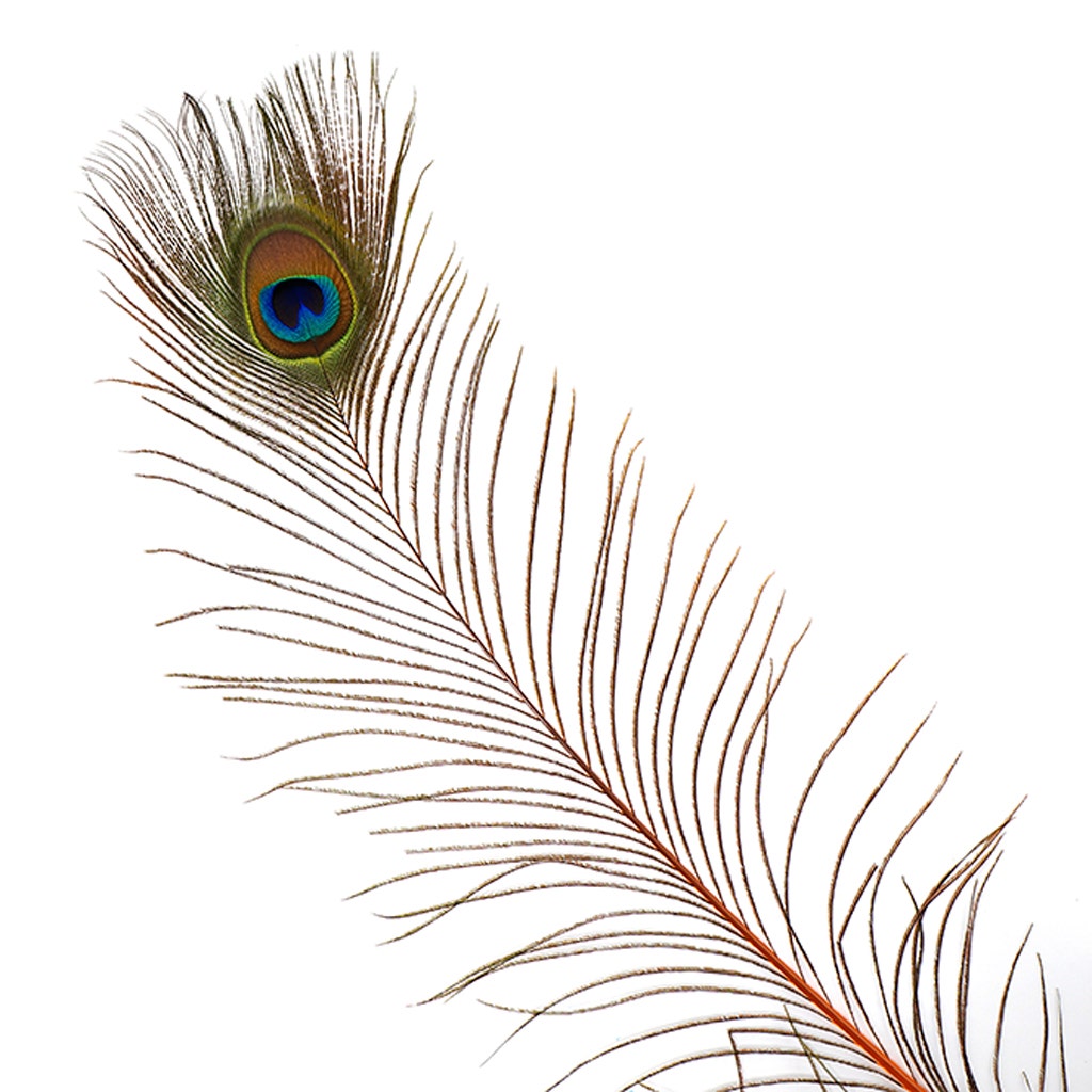 Peacock Tail Eyes Stem Dyed - 25-40 Inch - 100 PCS - Orange