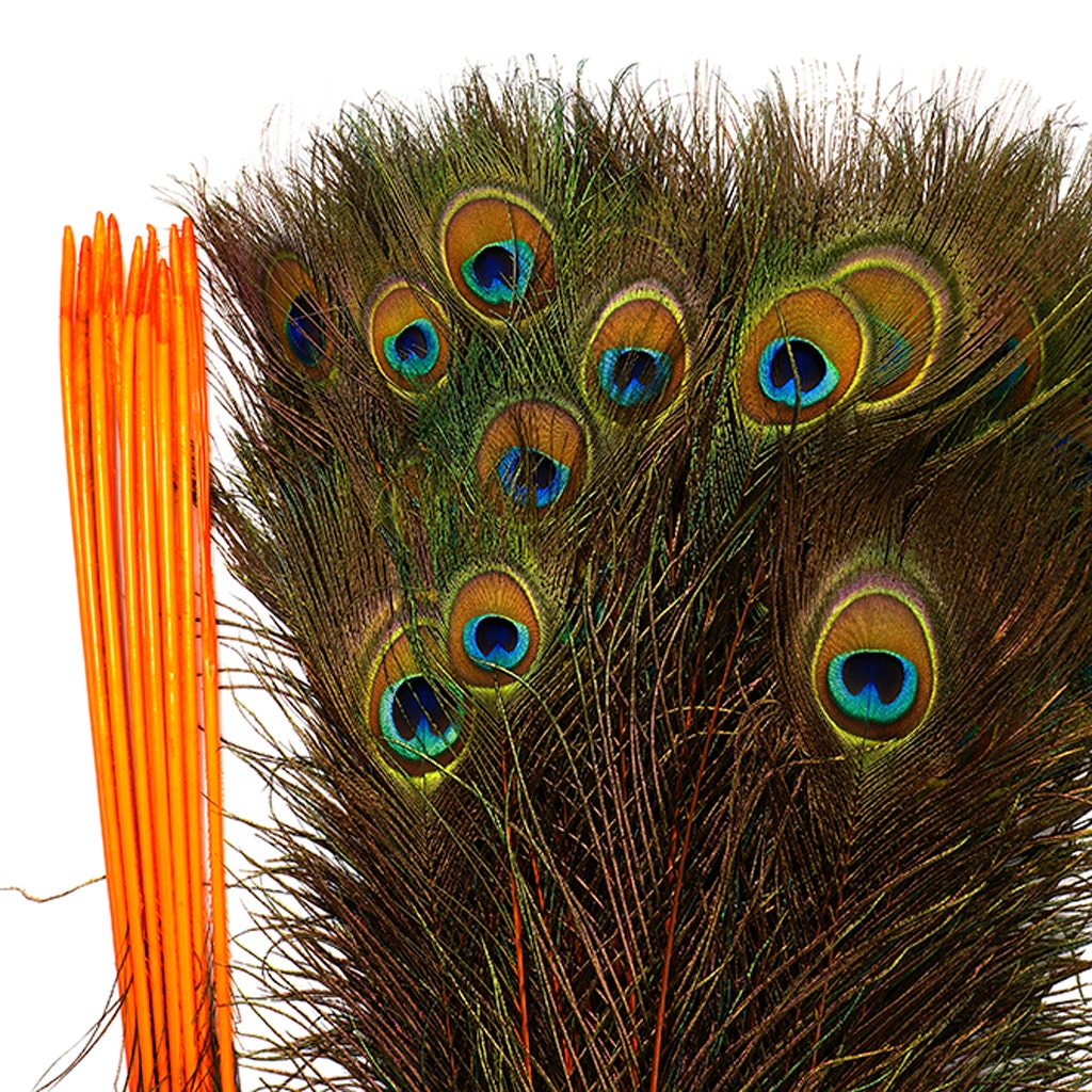 Peacock Feather Eyes Stem Dyed - Lime