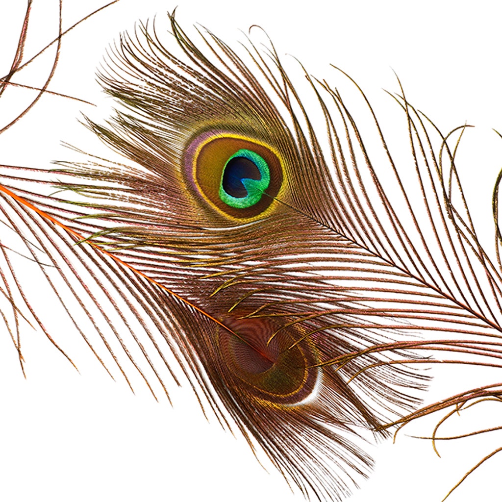 Peacock Feather Eyes Stem Dyed - Lime