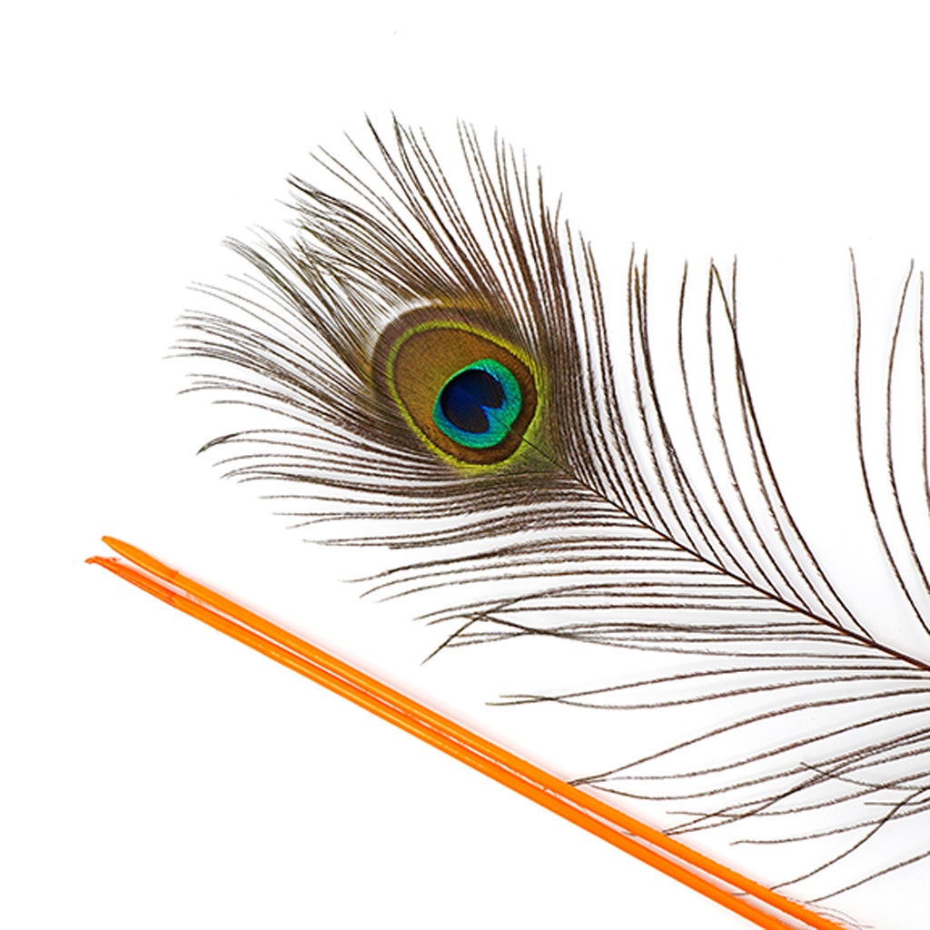 Peacock Feather Eyes Stem Dyed - Lime