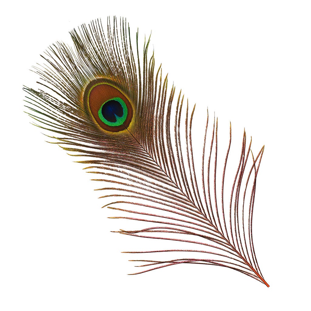 Peacock Feather Eyes Dyed Stem Orange