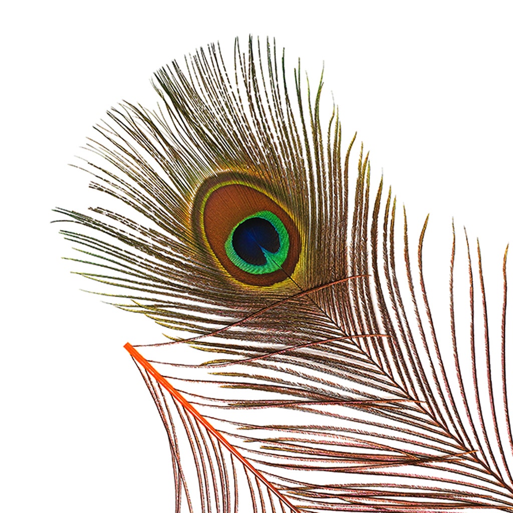 Bulk Peacock Eye Feathers (Full Eye) Stem Dyed 100 pc - 8-15" - Orange