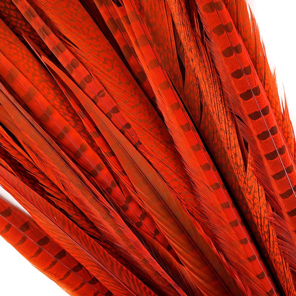 Assorted Pheasant Tails Dyed - Orange