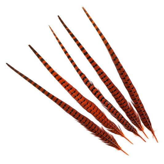 Ringneck Pheasant Tails 20-24" Dyed -5pcs - Orange
