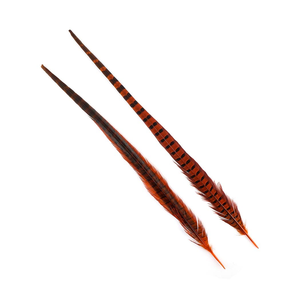 Ringneck Pheasant Tails 20-24" Dyed -5pcs - Orange
