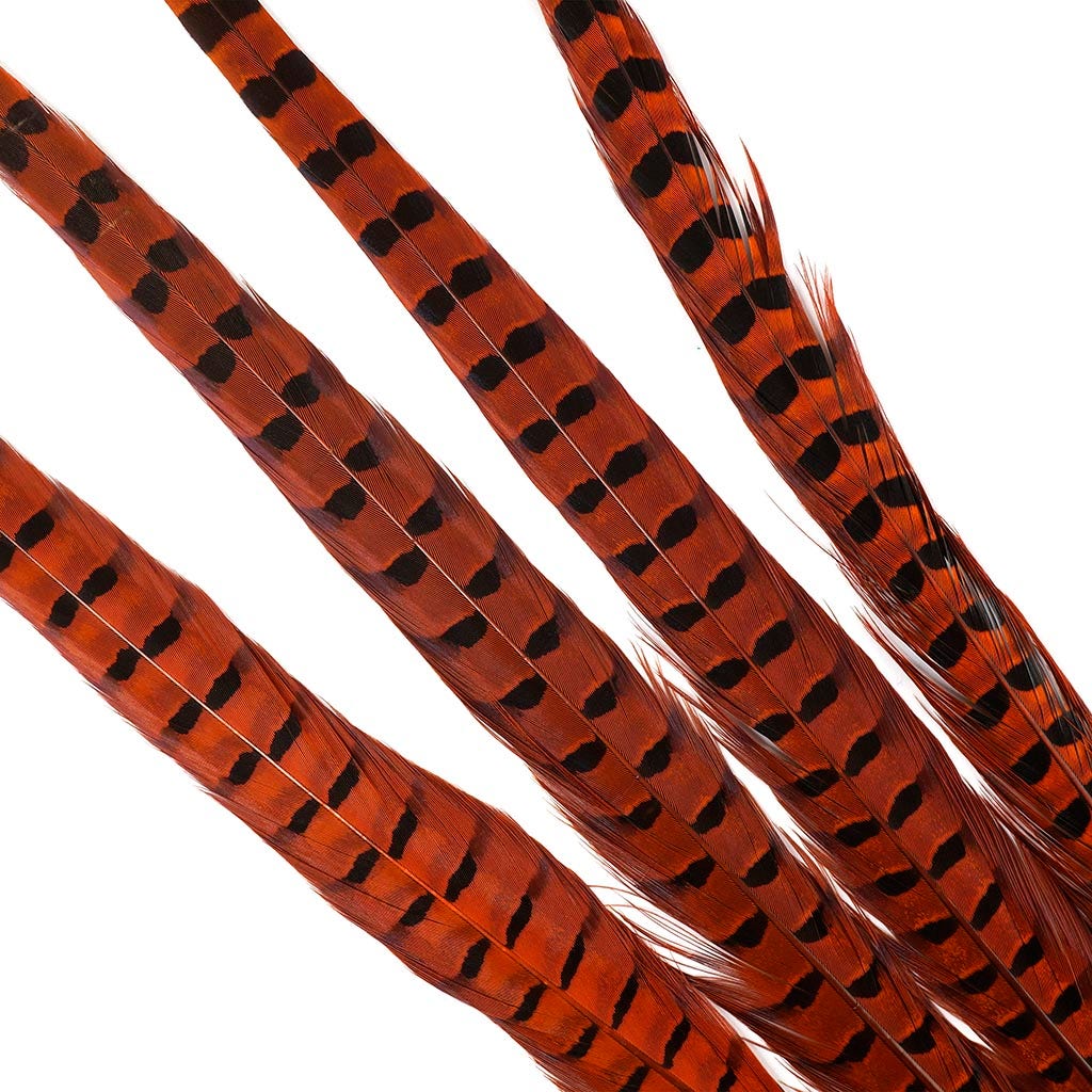 Ringneck Pheasant Tails 20-24" Dyed -5pcs - Orange