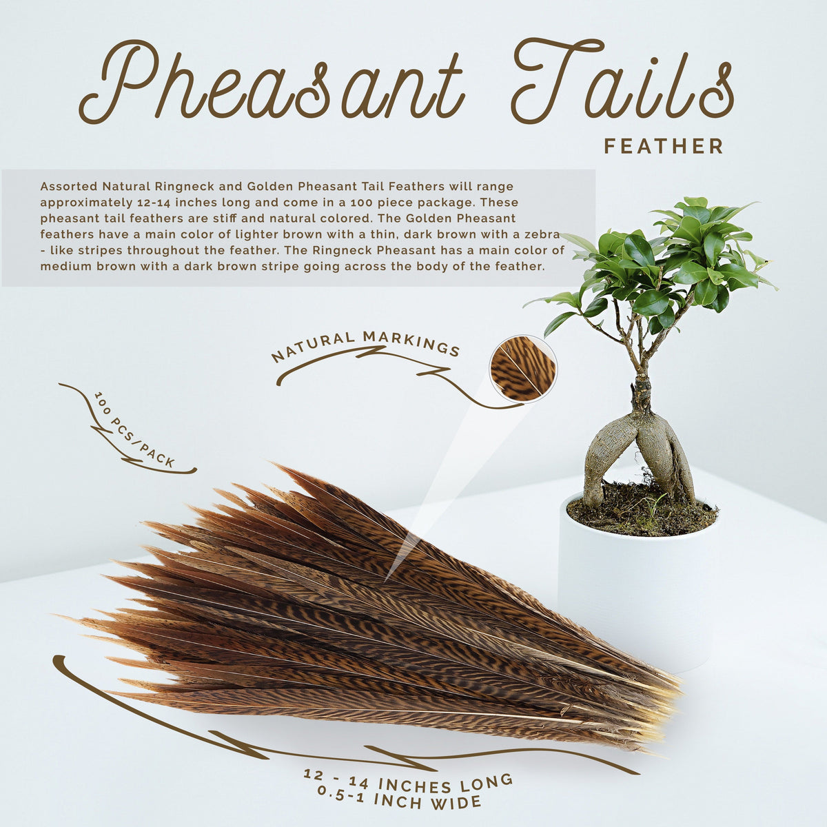 Golden Pheasant Tails Natural - 12 - 14"