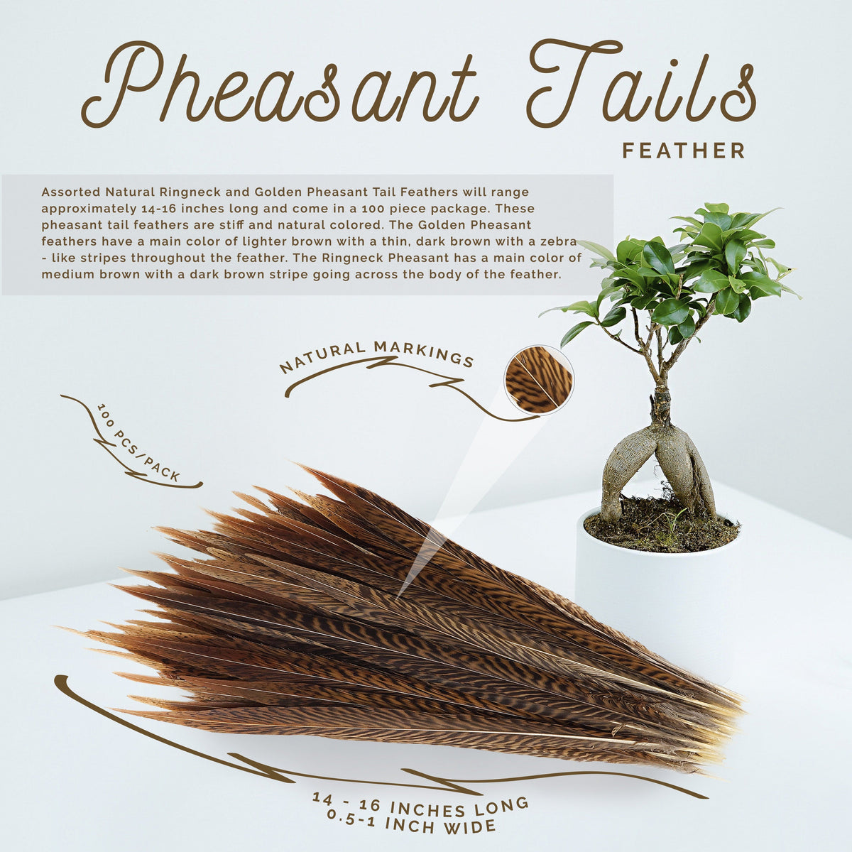 Golden Pheasant Tails Natural - 14 - 16"