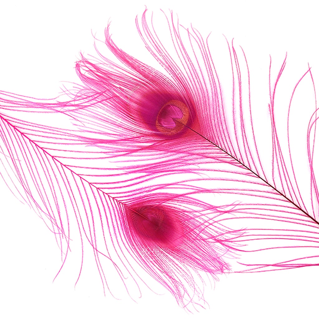 Peacock Tail Eyes Bleached and Dyed - 8-15” - 100 pc - Shocking Pink