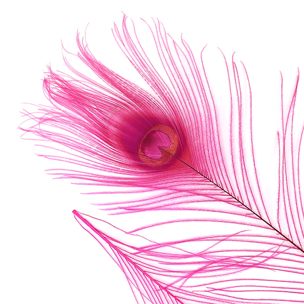 Peacock Tail Eyes Bleached and Dyed - 8-15” - 100 pc - Shocking Pink