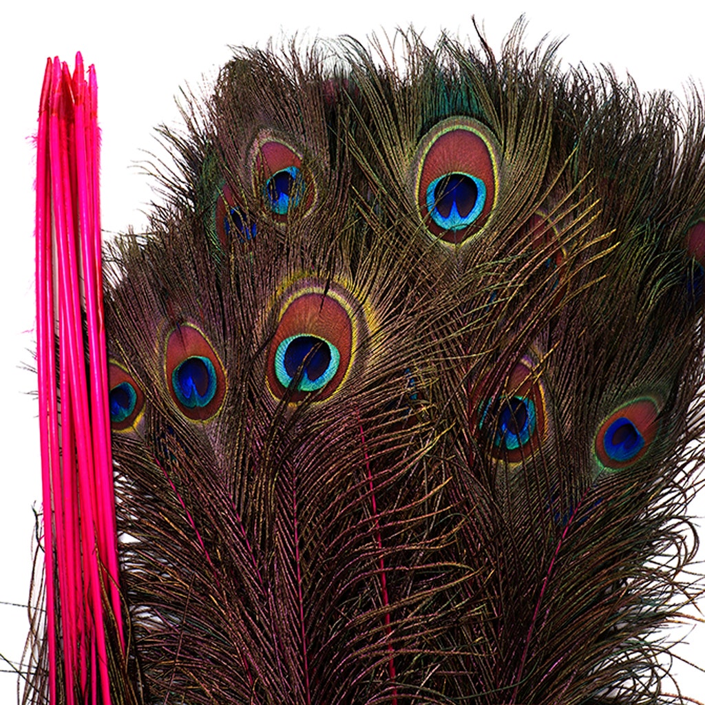 Peacock Tail Eyes Stem Dyed - 25-40 Inch - 100 PCS - Shocking Pink