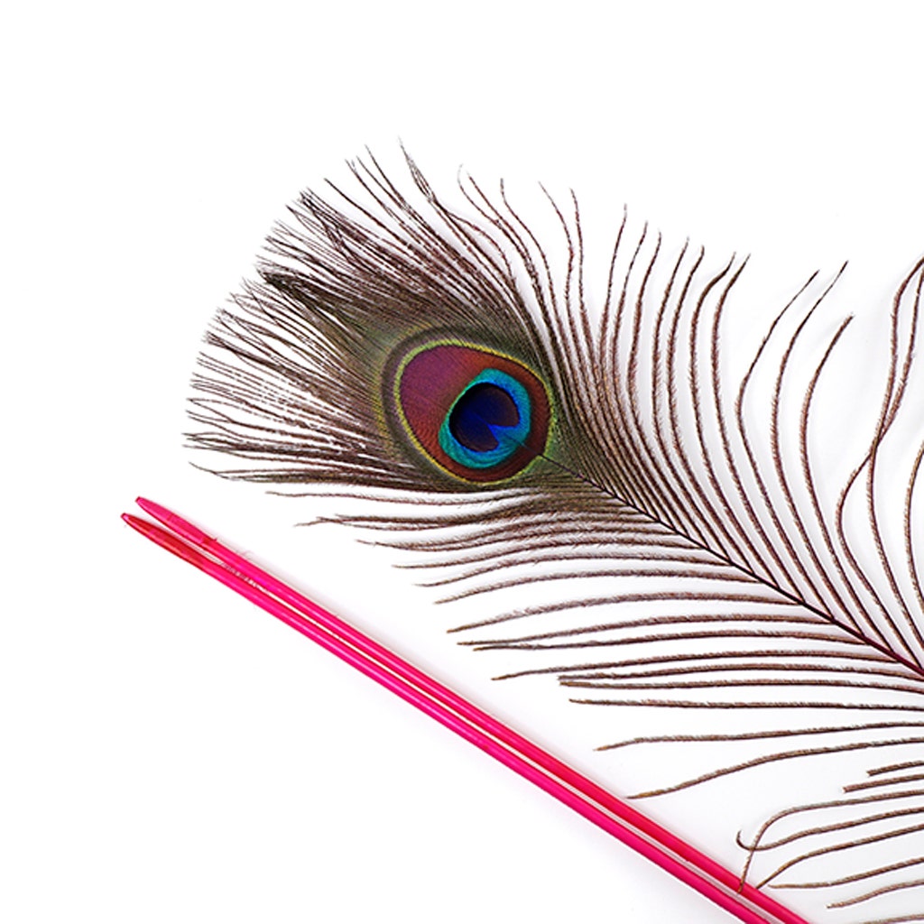 Peacock Tail Eyes Stem Dyed - 25-40 Inch - 100 PCS - Shocking Pink