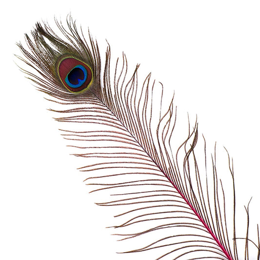 Peacock Feather Eyes Stem Dyed - 25-40 Inch - 10 PCS - Shocking Pink
