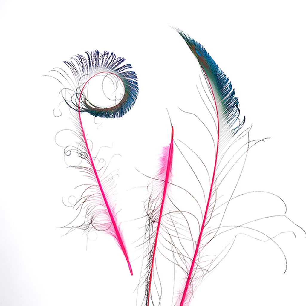 Bulk Peacock Sword Feathers Stem Dyed - 100 pc - 25-40" - Shocking Pink