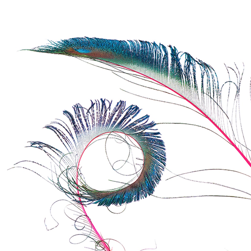 Bulk Peacock Sword Feathers Stem Dyed - 100 pc - 25-40" - Shocking Pink