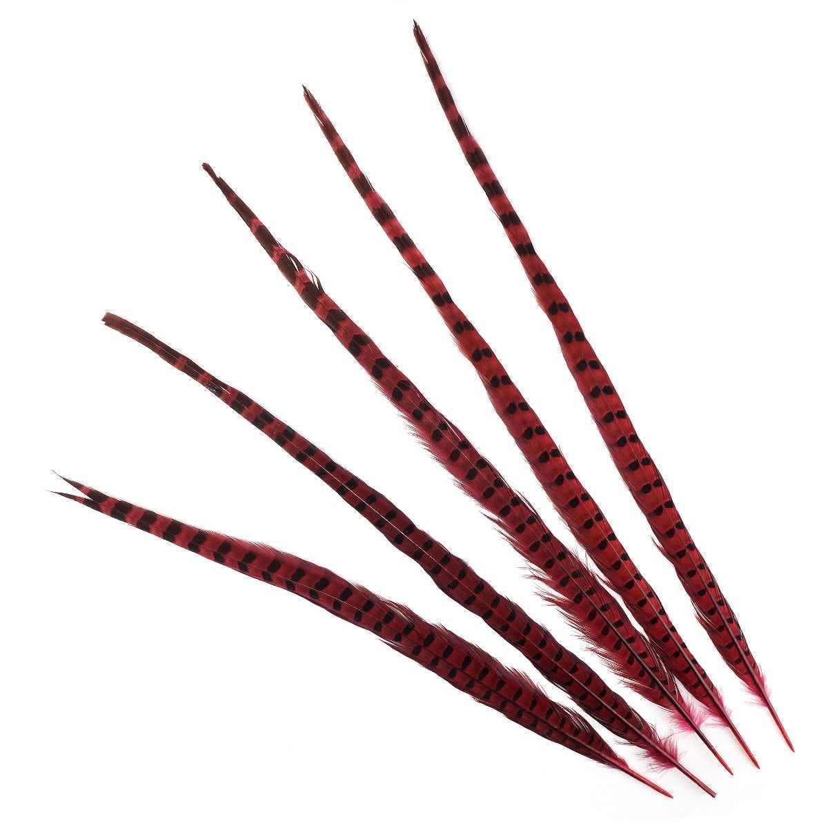 Ringneck Pheasant Tails 20-24" Dyed -5pcs - Shocking Pink