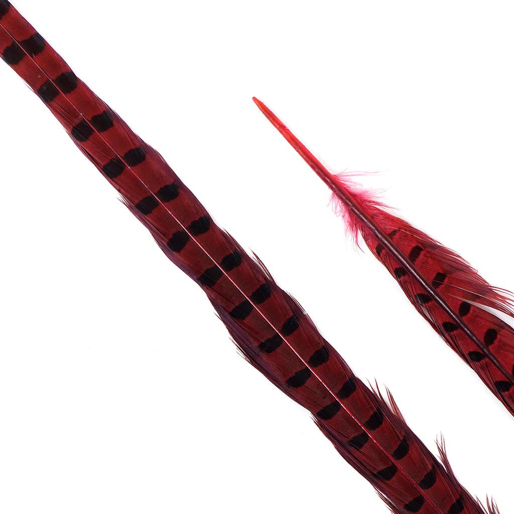 Ringneck Pheasant Tails 20-24" Dyed -5pcs - Shocking Pink