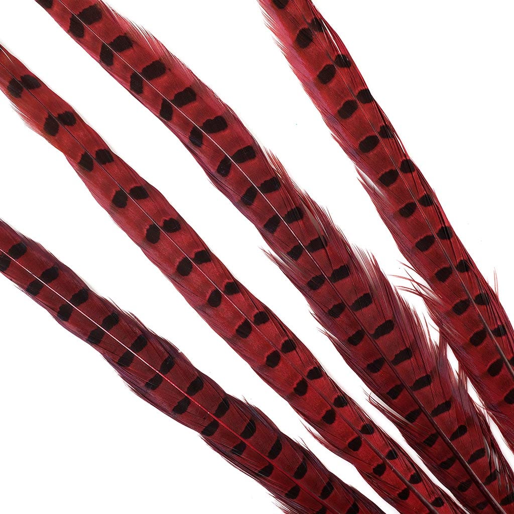 Ringneck Pheasant Tails 20-24" Dyed -5pcs - Shocking Pink