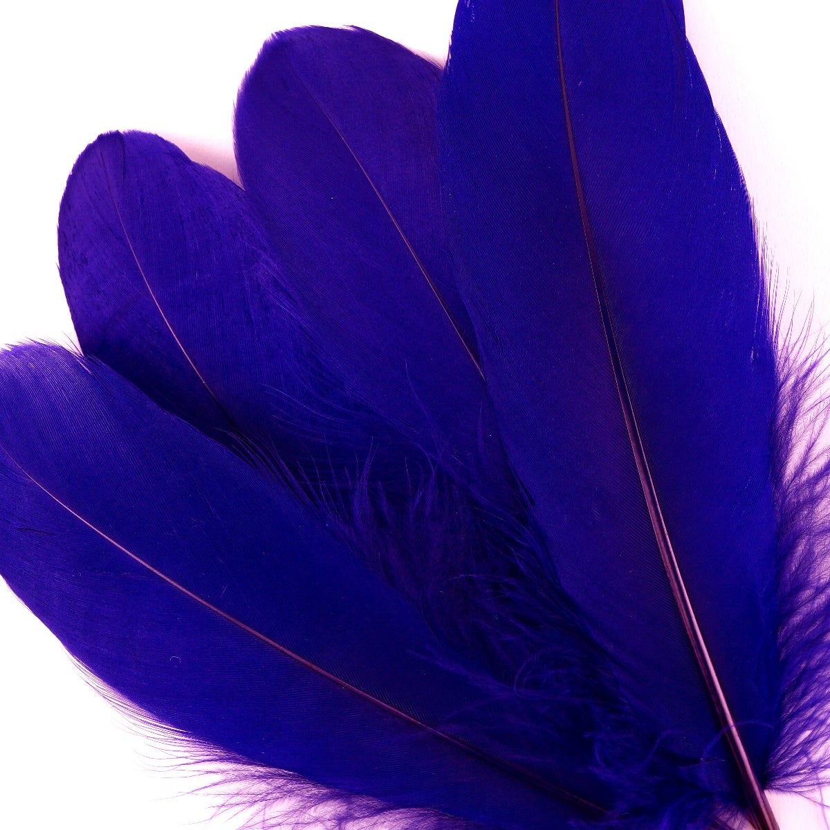 Goose Pallet Feathers 6-8" - 12 pc - Regal