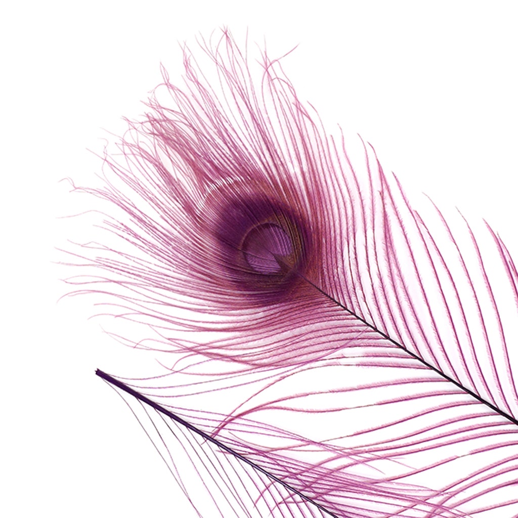 Peacock Tail Eyes Bleached and Dyed - 8-15” - 100 pc - Purple