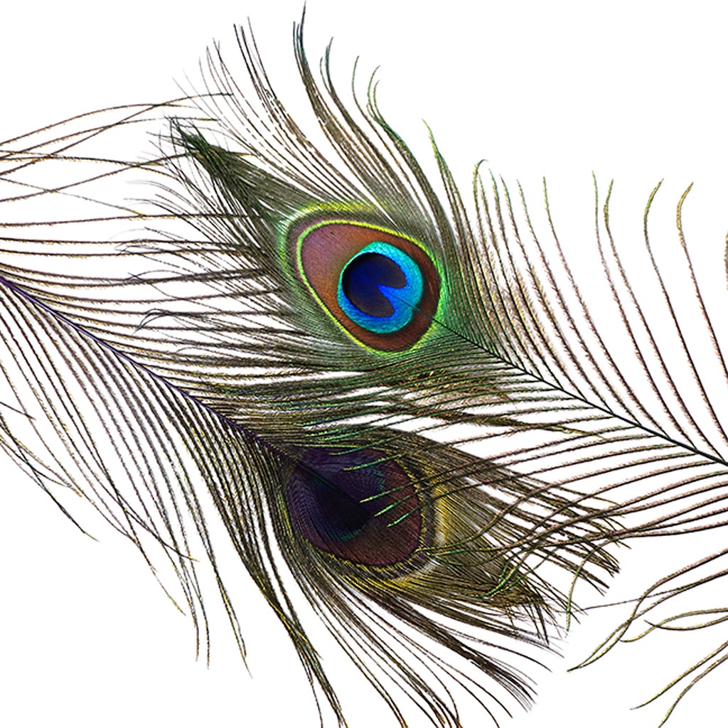 Peacock Tail Eyes Stem Dyed - 25-40 Inch - 100 PCS - Purple