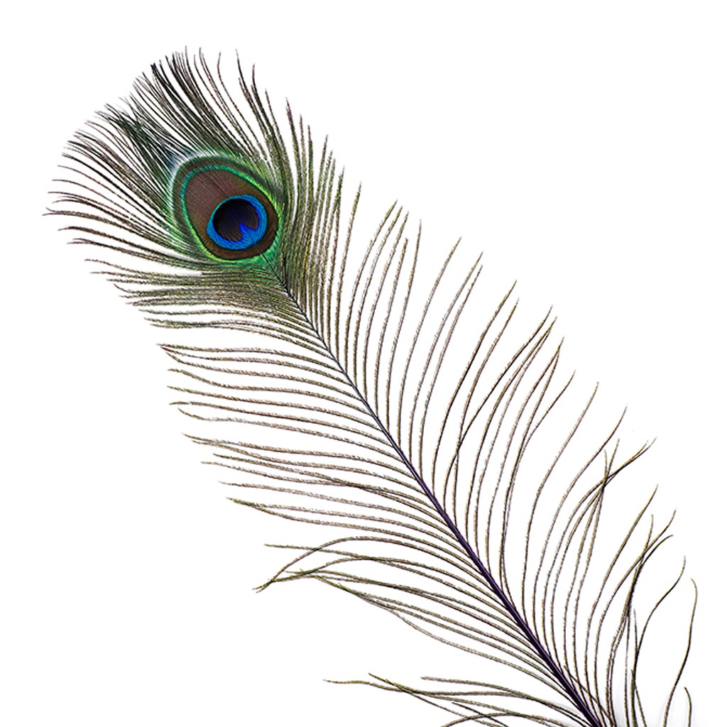 Peacock Tail Eyes Stem Dyed - 25-40 Inch - 100 PCS - Purple