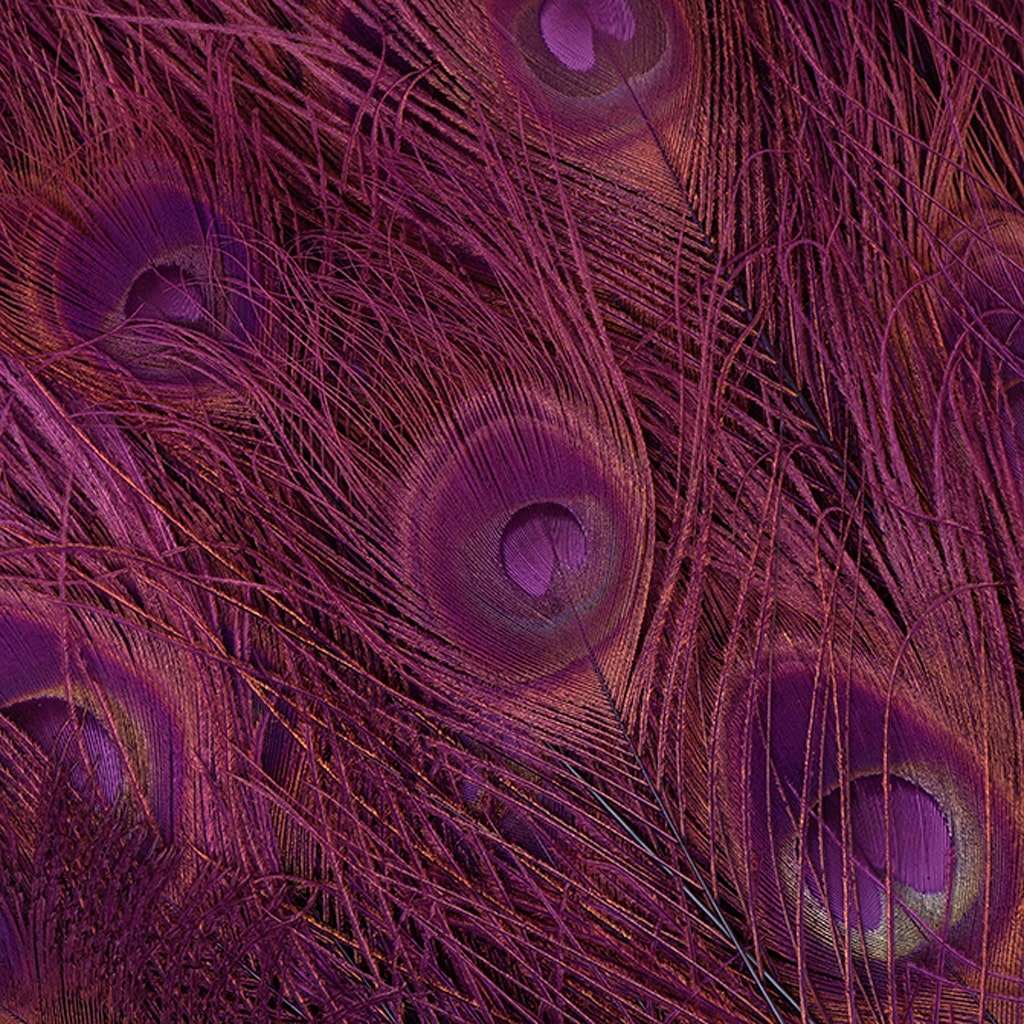Peacock Tail Eyes Bleached Dyed - Purple