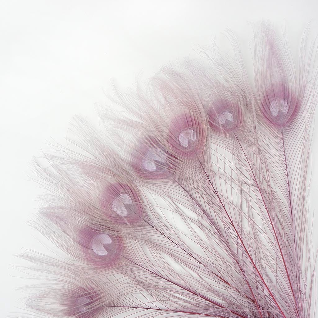 Bulk Peacock Tail Eyes Bleached and Dyed - 8-15” - 100 pc - Orchid