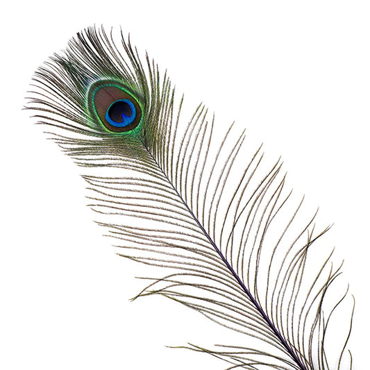 Peacock Feather Eyes Stem Dyed - Purple