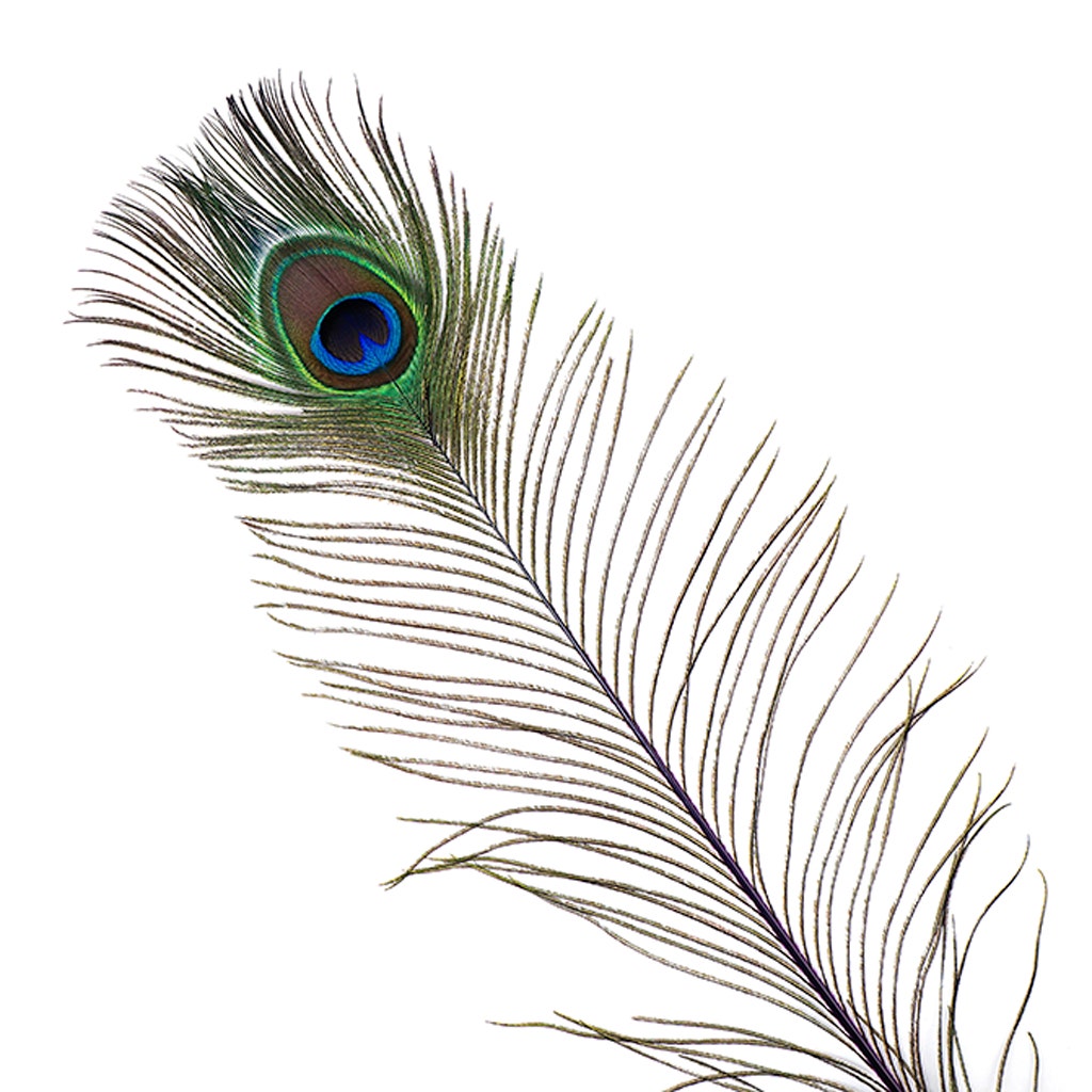Peacock Feather Eyes Stem Dyed - 25-40 Inch - 10 PCS - Regal