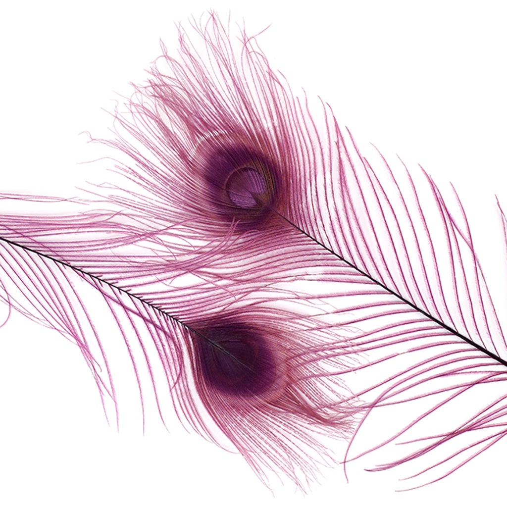Peacock Eyes Bleached/Dyed - Purple 30-40" - 10 PC