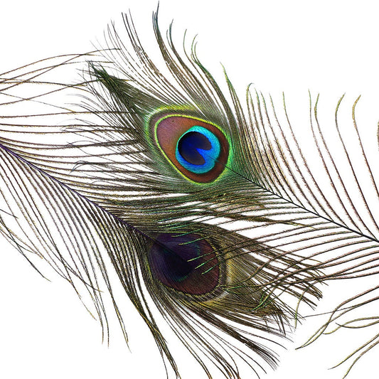 Peacock Feather Eyes Dyed Stem Purple