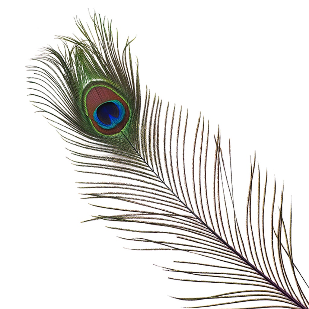 Bulk Peacock Eye Feathers (Full Eye) Stem Dyed 100 PC 8-15" - Purple