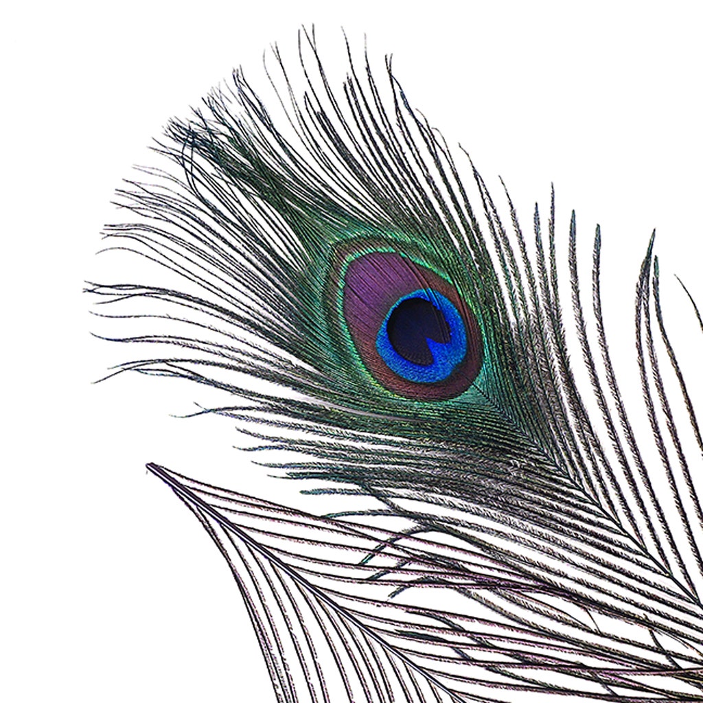 Bulk Peacock Eye Feathers (Full Eye) Stem Dyed 100 PC 8-15" - Regal