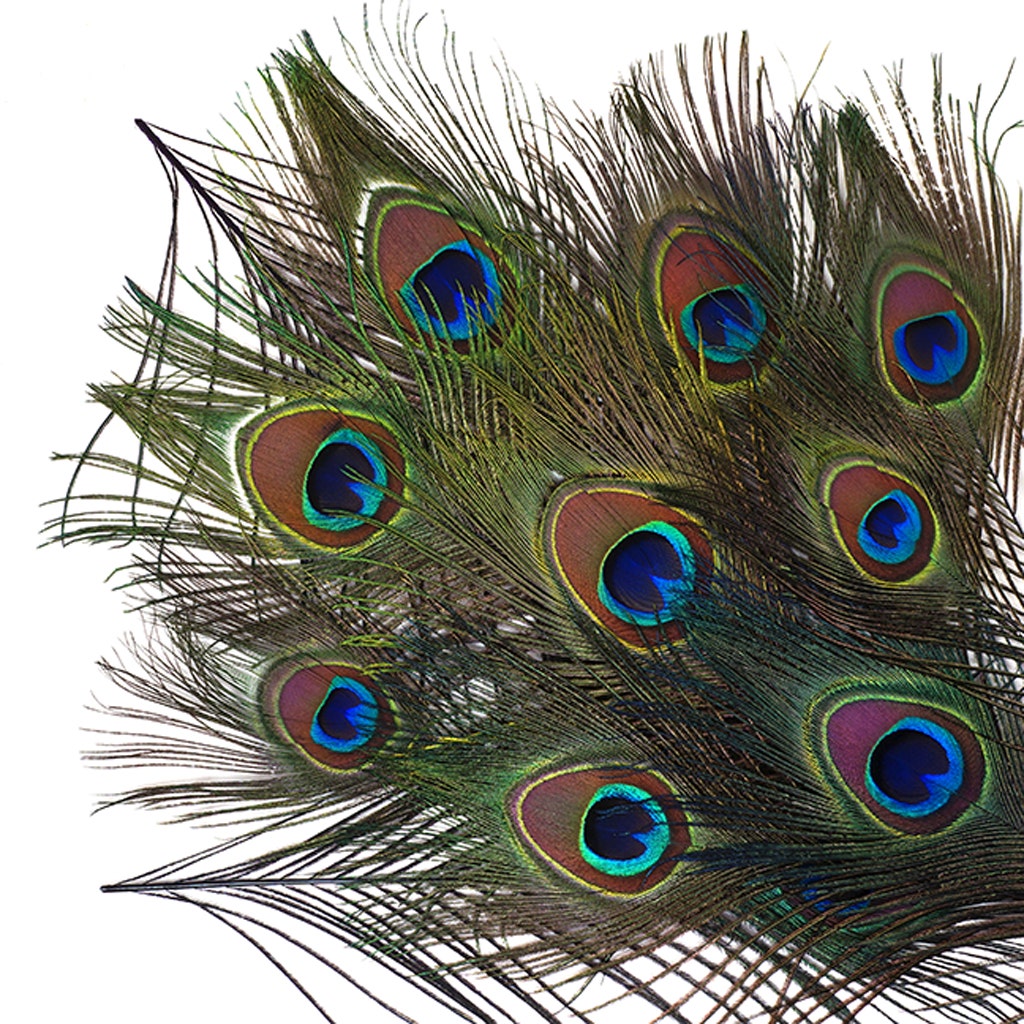 Bulk Peacock Eye Feathers (Full Eye) Stem Dyed 100 PC 8-15" - Regal