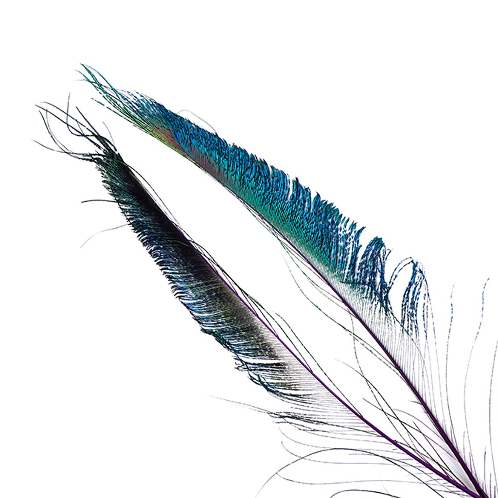 Bulk Peacock Sword Feathers Stem Dyed - 100 pc - 25-40" - Regal